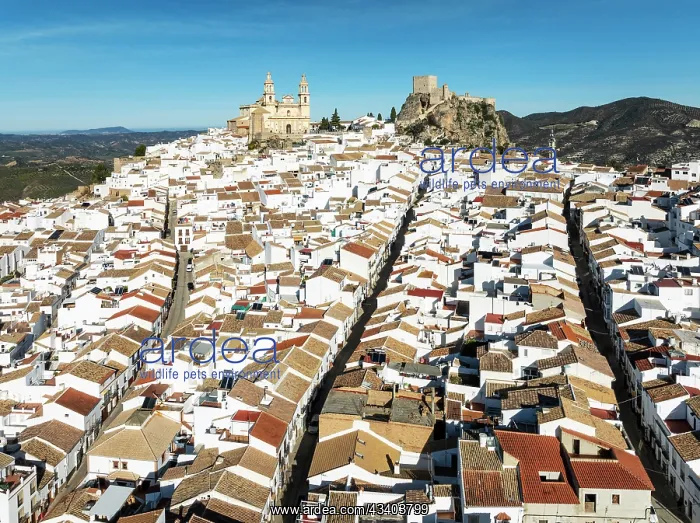 : The hilltop White Town of Olvera with its La Encarnacinn : The hilltop White Town of Olvera with its La Encarnacinn