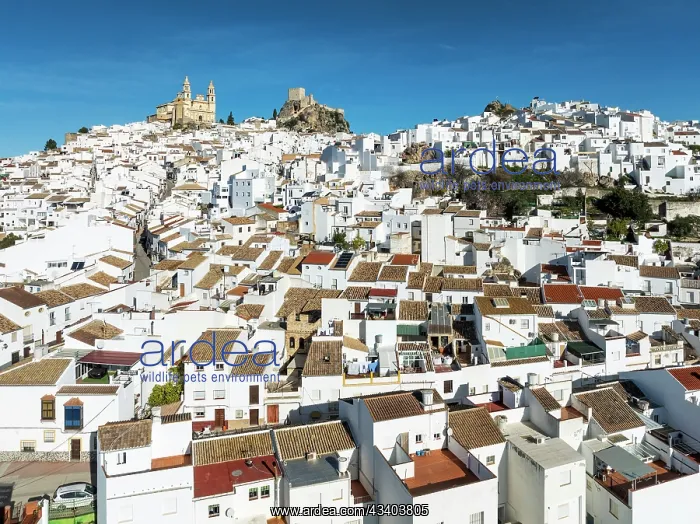 : The hilltop White Town of Olvera with its La Encarnacinn : The hilltop White Town of Olvera with its La Encarnacinn