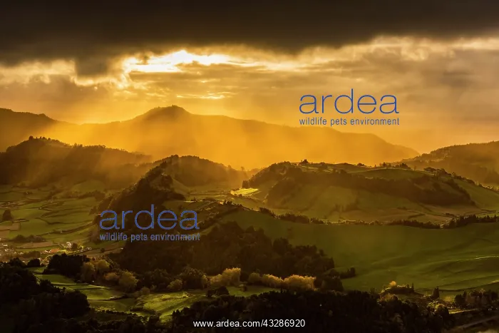 : Hilly countryside during sunrise, Furnas, Sao Miguel : Hilly countryside during sunrise, Furnas, Sao Miguel