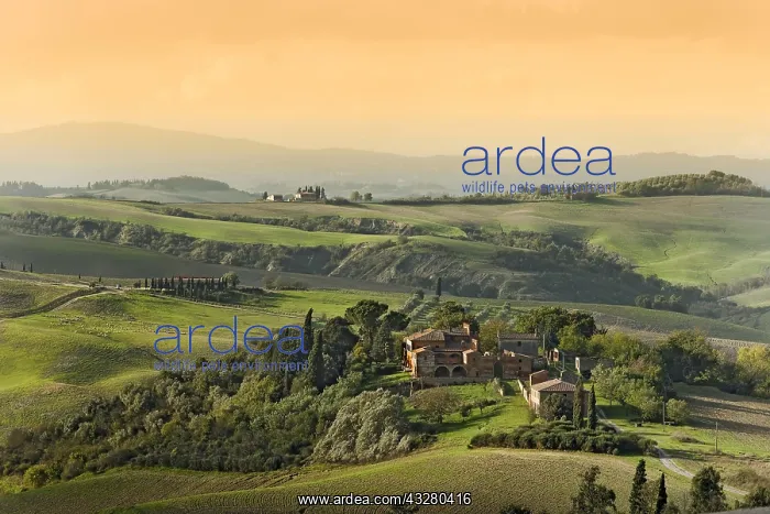 : Hilly landscape, Crete Senesi, Tuscany, Italy, Europe : Hilly landscape, Crete Senesi, Tuscany, Italy, Europe