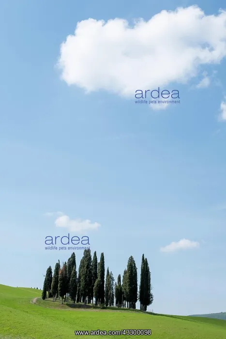 : Hilly landscape with cypresses (Cupressus), blue : Hilly landscape with cypresses (Cupressus), blue
