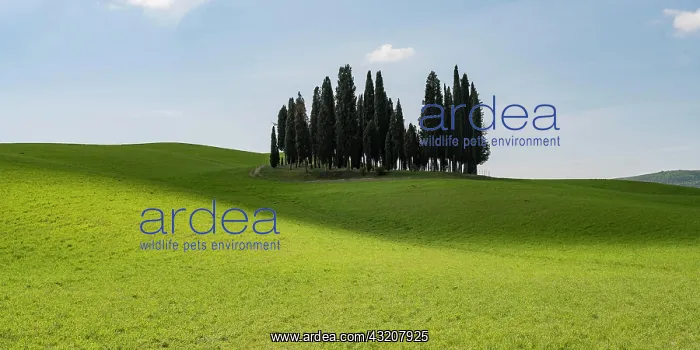  : Hilly landscape with cypresses, San Quirico dOrc
