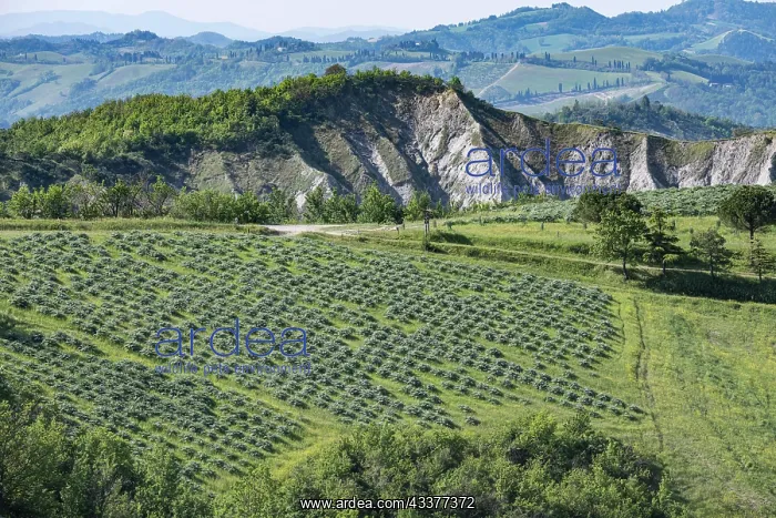 : Hilly landscape with erosion valleys and vineyards : Hilly landscape with erosion valleys and vineyards