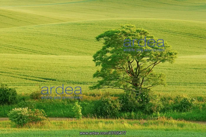 : Hilly landscape in the evening light, green fields : Hilly landscape in the evening light, green fields