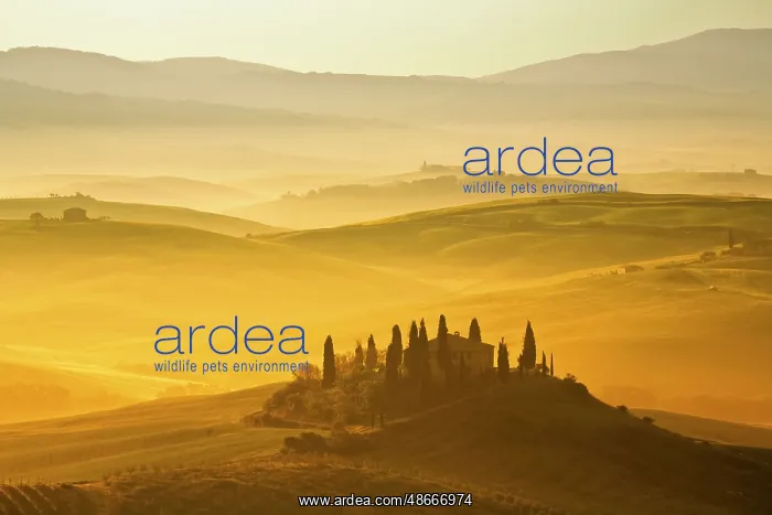 : Hilly landscape with manor house, Tuscany, Italy, Europe : Hilly landscape with manor house, Tuscany, Italy, Europe