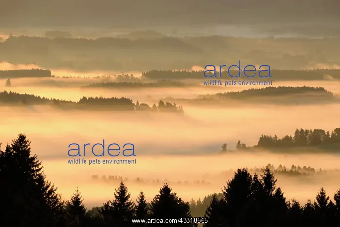 : Hilly landscape with morning fog, Lechtal, view : Hilly landscape with morning fog, Lechtal, view