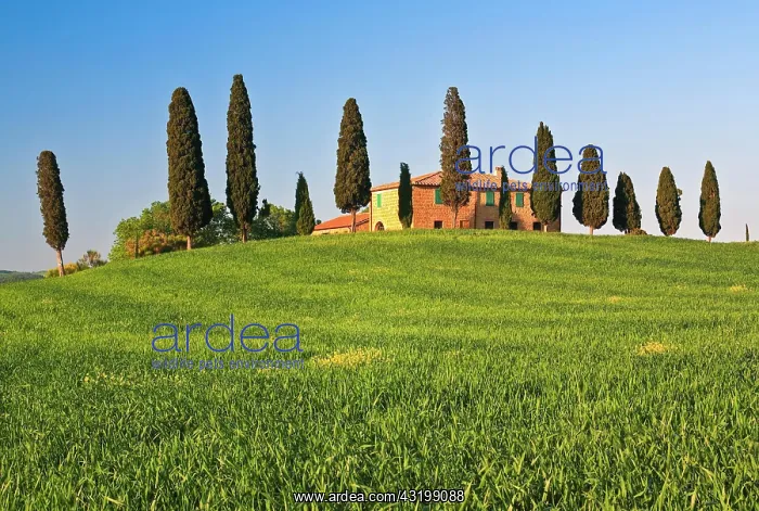 : Hilly landscape with rape, corn fields and cypresses : Hilly landscape with rape, corn fields and cypresses