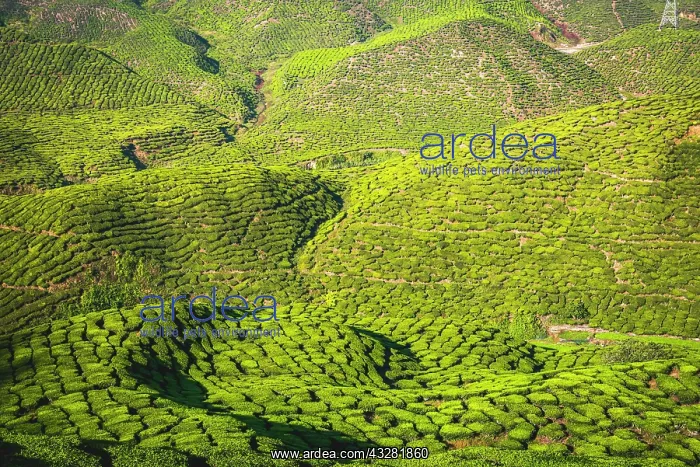  : Hilly landscape with tea plantations, cultivation
