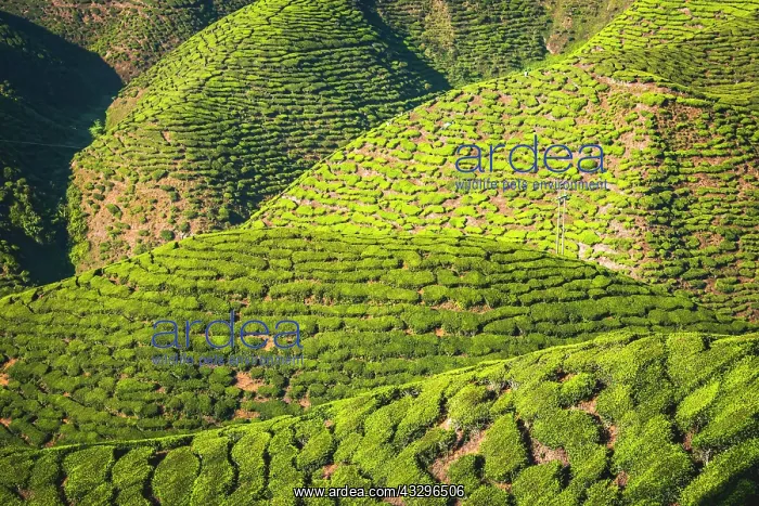 : Hilly landscape with tea plantations, cultivation : Hilly landscape with tea plantations, cultivation