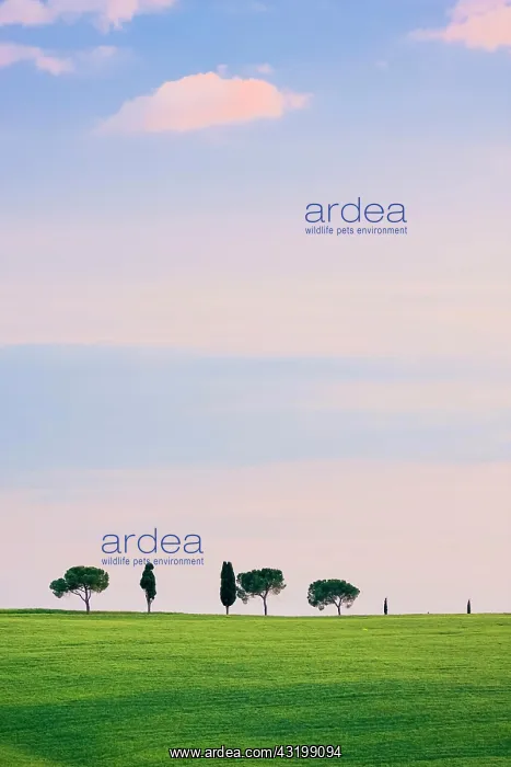 : Hilly landscape with wheat fields and cypresses : Hilly landscape with wheat fields and cypresses