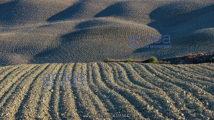 : Hilly and ploughed field, near Asciano, Tuscany : Hilly and ploughed field, near Asciano, Tuscany