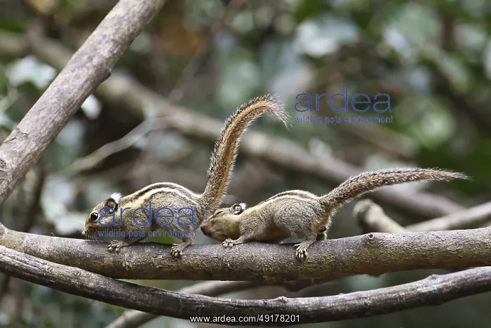 : Himalaya-Streifenhornchen (Tamiops mcclellandii) Mannchen beschnuppert Weibchen kurz vor der Paarung : Himalaya-Streifenhornchen (Tamiops mcclellandii) Mannchen beschnuppert Weibchen kurz vor der Paarung