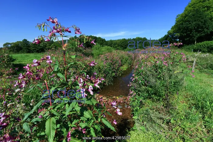 : Himalayan Balsam : Himalayan Balsam