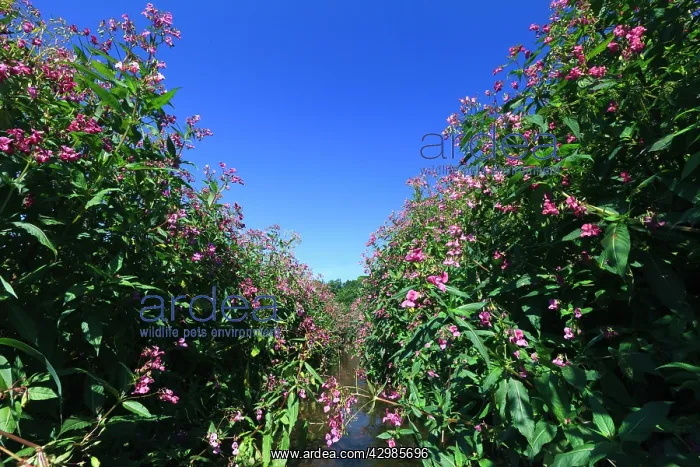 : Himalayan Balsam : Himalayan Balsam
