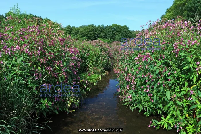 : Himalayan Balsam : Himalayan Balsam