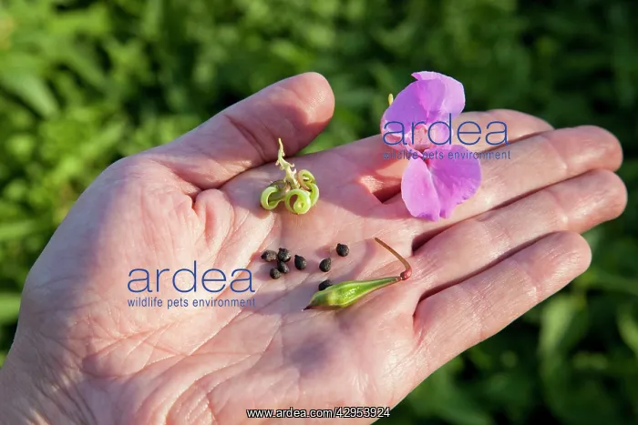  : Himalayan Balsam - flower and seeds on a man's hand