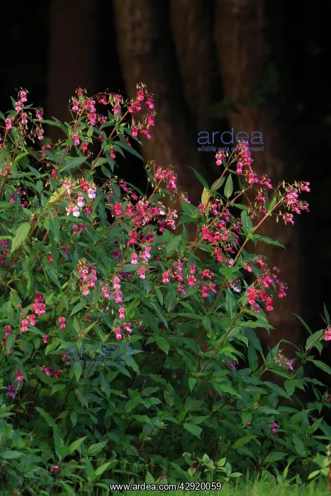 : Himalayan Balsam - flowering at edge of stream : Himalayan Balsam - flowering at edge of stream