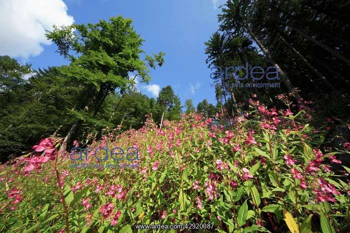 : Himalayan Balsam - flowering in forest : Himalayan Balsam - flowering in forest