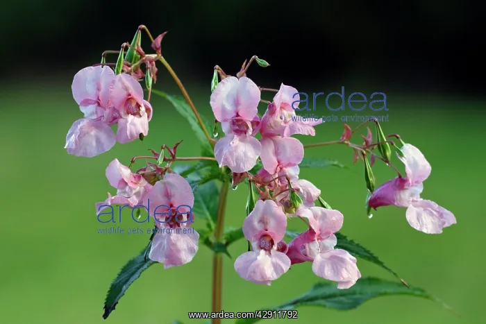 : Himalayan Balsam - flowering plant : Himalayan Balsam - flowering plant