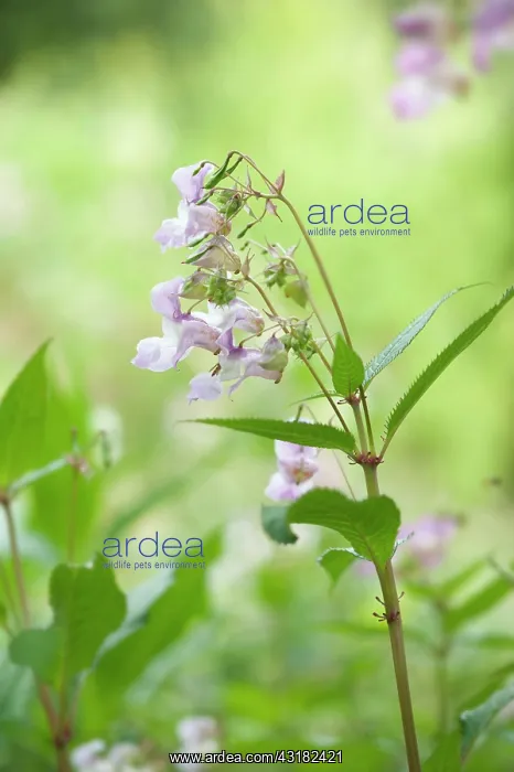 : Himalayan balsam, Impatiens glandulifera, Side view : Himalayan balsam, Impatiens glandulifera, Side view