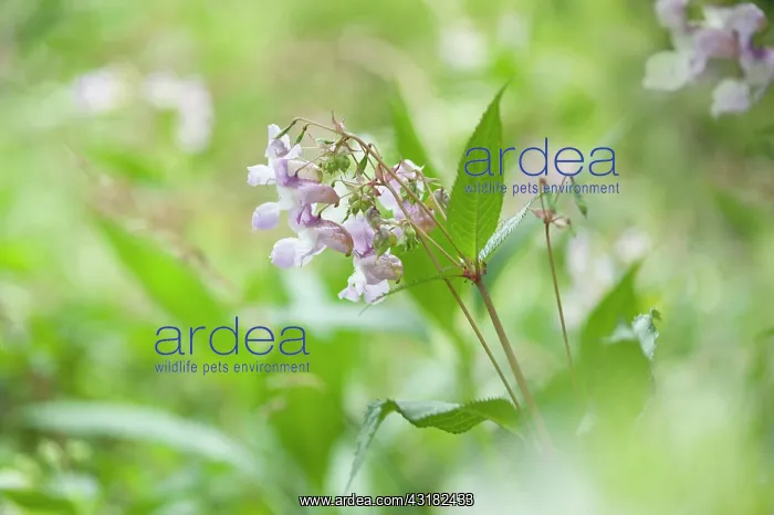 : Himalayan balsam, Impatiens glandulifera, Side view : Himalayan balsam, Impatiens glandulifera, Side view