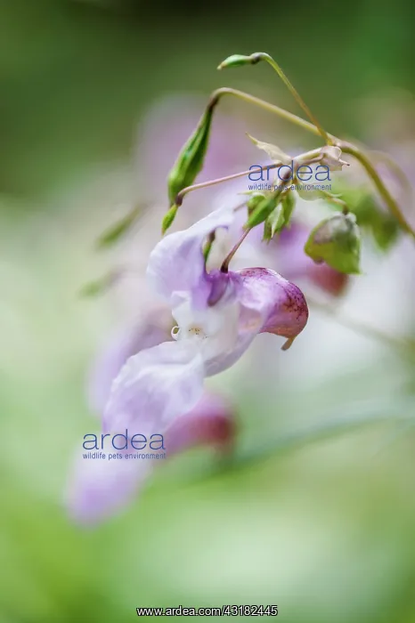  : Himalayan balsam, Impatiens glandulifera, Side view