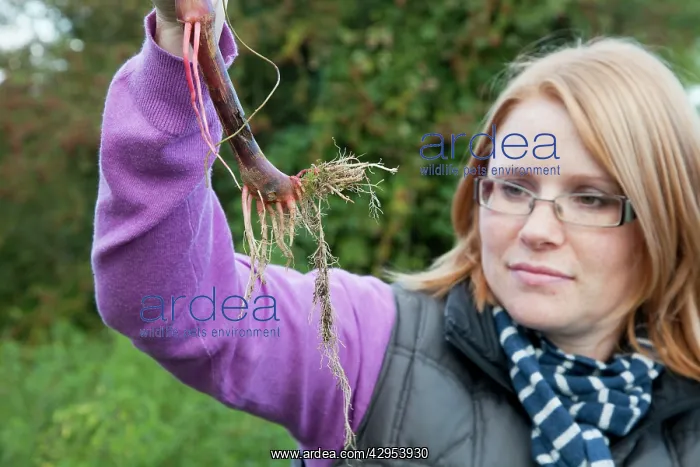 : Himalayan Balsam - lady holding plant stem showing : Himalayan Balsam - lady holding plant stem showing