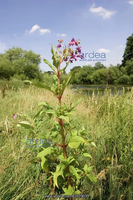 : Himalayan balsam plants invading banks of River Wye, UK : Himalayan balsam plants invading banks of River Wye, UK