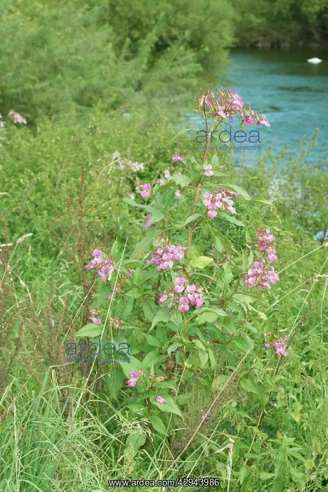: Himalayan balsam plants invading banks of River Wye : Himalayan balsam plants invading banks of River Wye