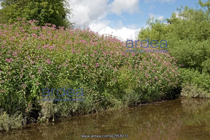 : Himalayan balsam plants - invading banks of River Wye : Himalayan balsam plants - invading banks of River Wye