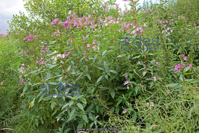 : Himalayan balsam plants - invading banks of River Wye : Himalayan balsam plants - invading banks of River Wye