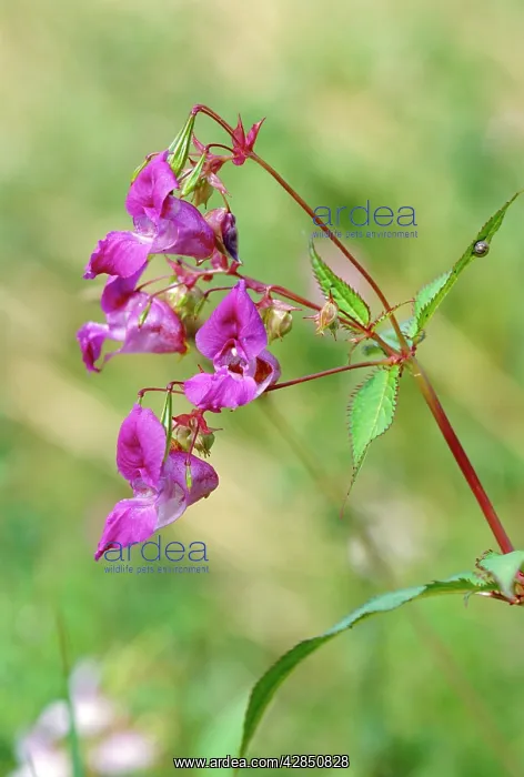 : Himalayan BALSAM / Policeman's Helmet : Himalayan BALSAM / Policeman's Helmet