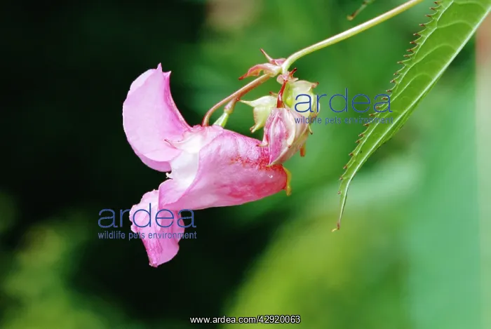 : Himalayan BALSAM / Policeman's Helmet - close-up of flower : Himalayan BALSAM / Policeman's Helmet - close-up of flower