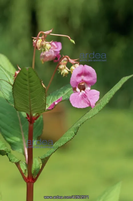 : Himalayan BALSAM / Policeman's Helmet - in flower : Himalayan BALSAM / Policeman's Helmet - in flower