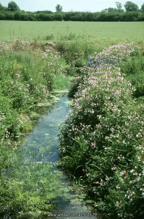 : Himalayan BALSAM / Policeman's Helmet - invading stream : Himalayan BALSAM / Policeman's Helmet - invading stream