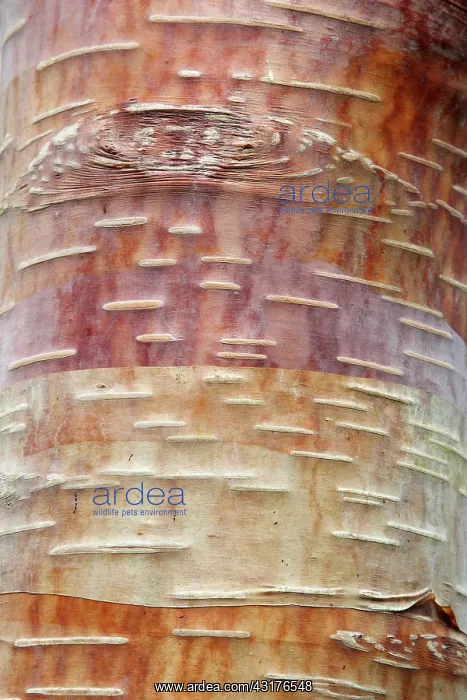 : Himalayan birch, Betula utilis, Detail of bark on : Himalayan birch, Betula utilis, Detail of bark on