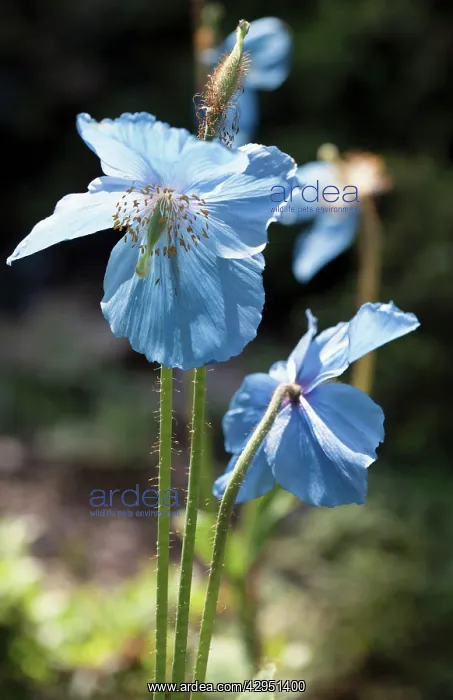 : Himalayan blue poppy : Himalayan blue poppy