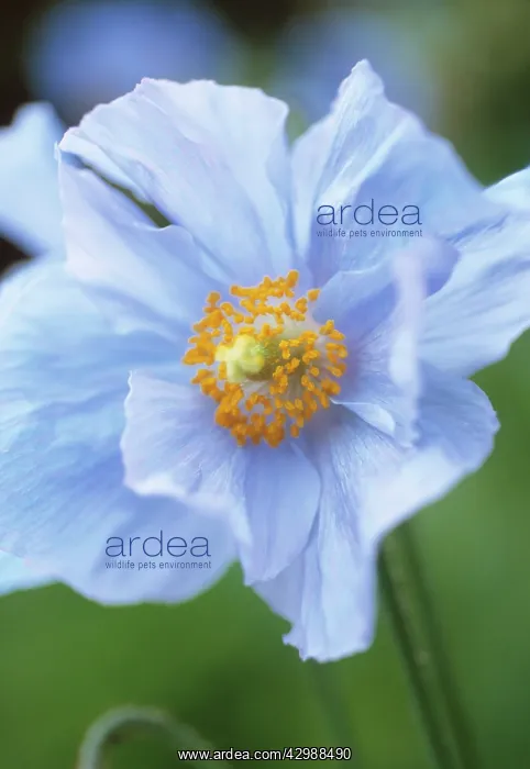 : Himalayan Blue Poppy : Himalayan Blue Poppy