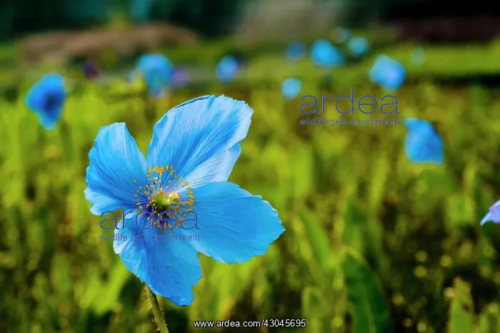: Himalayan blue poppy : Himalayan blue poppy