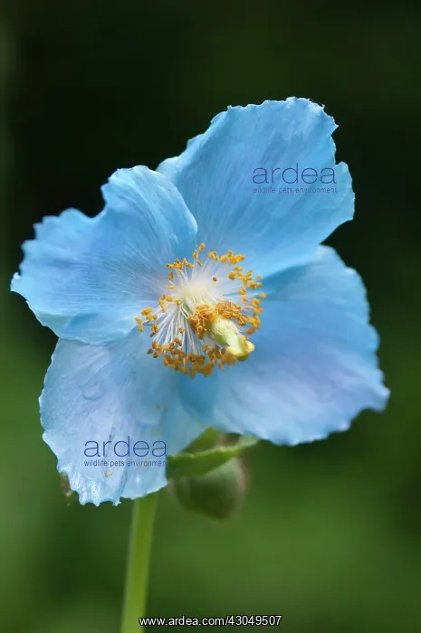 : Himalayan Blue Poppy : Himalayan Blue Poppy