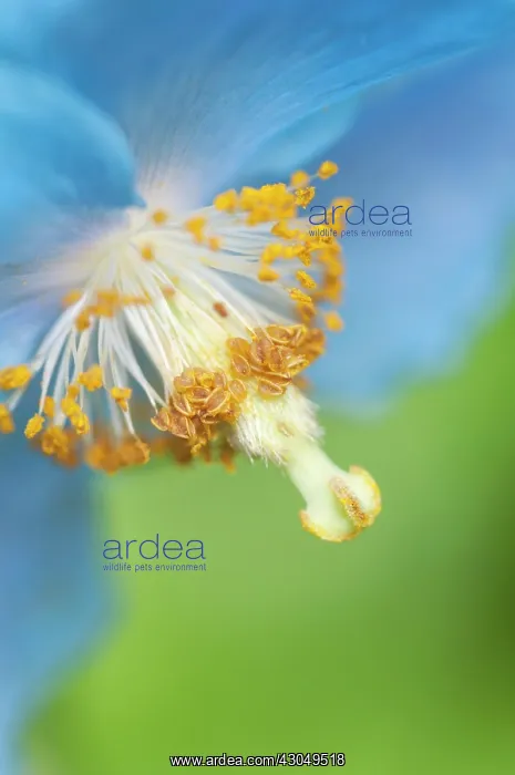 : Himalayan Blue Poppy : Himalayan Blue Poppy