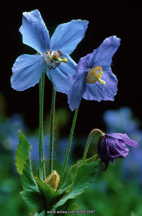 : Himalayan Blue Poppy : Himalayan Blue Poppy