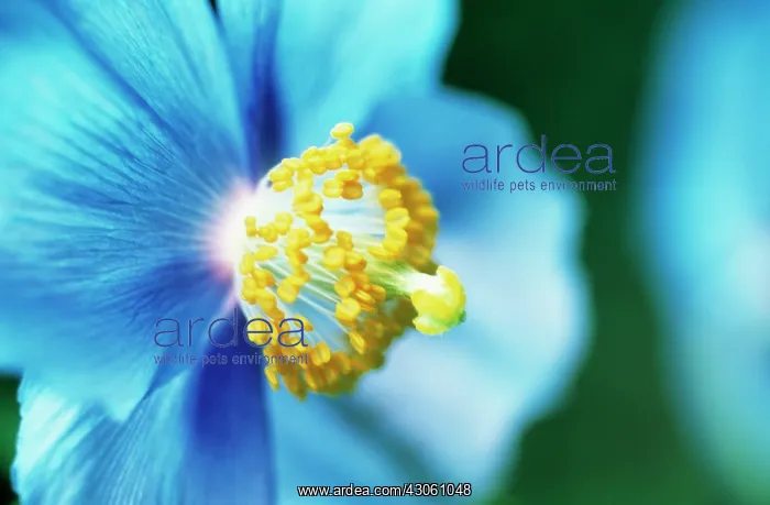 : Himalayan Blue Poppy : Himalayan Blue Poppy