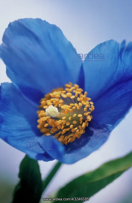 : Himalayan Blue Poppy