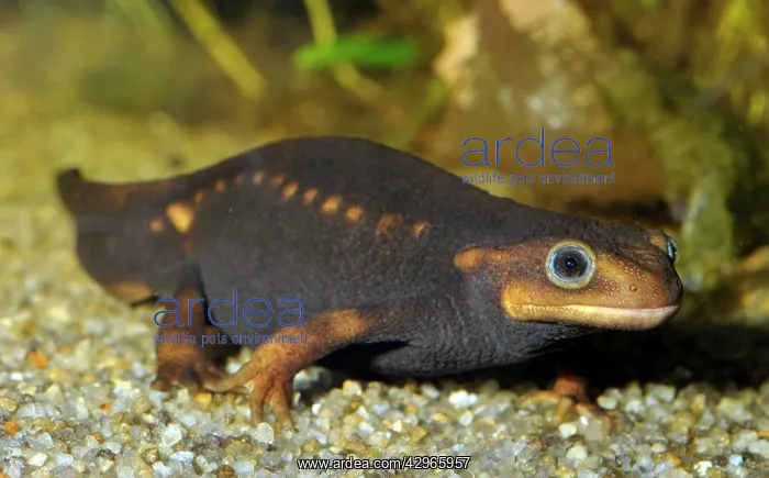 : Himalayan Crocodile Newt : Himalayan Crocodile Newt