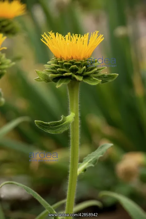 : Himalayan Elecampane : Himalayan Elecampane