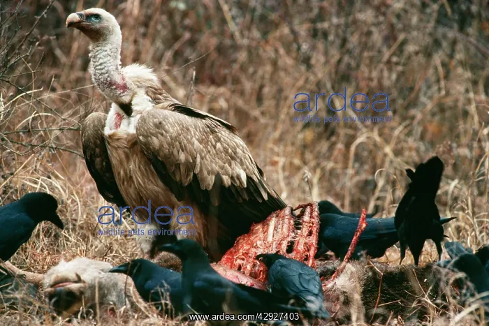  : Himalayan Griffon Vulture - On carcass of Hangul