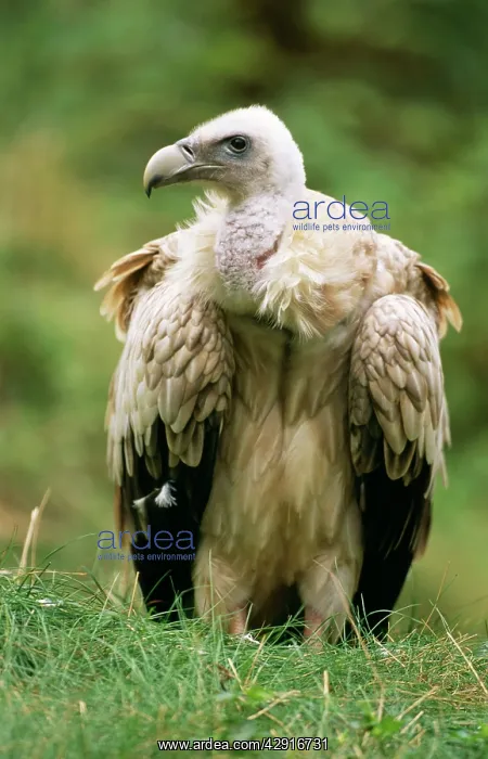 : Himalayan Griffon VULTURE - on ground : Himalayan Griffon VULTURE - on ground