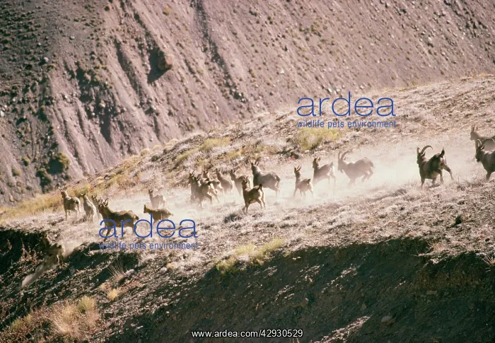 : Himalayan Ibex - Mixed group : Himalayan Ibex - Mixed group