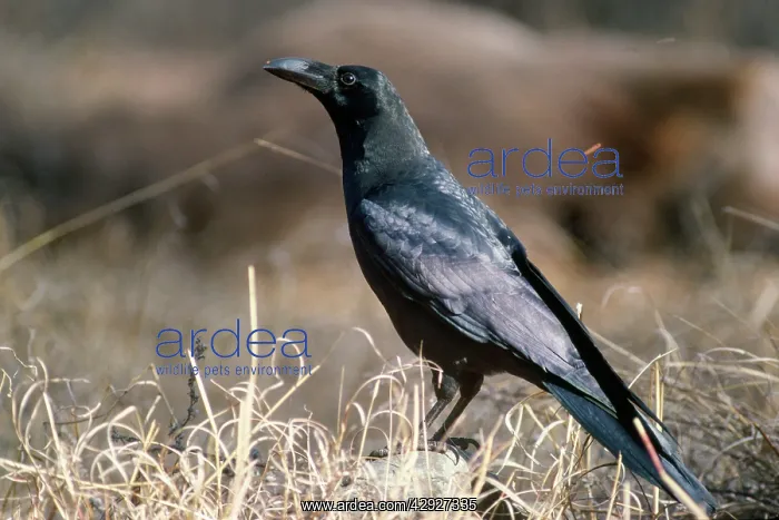 : Himalayan Jungle Crow : Himalayan Jungle Crow
